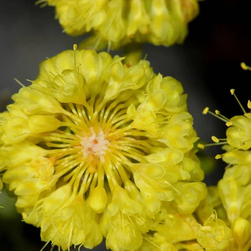 Kannah Creek®  Sulphur Buckwheat - Image 4