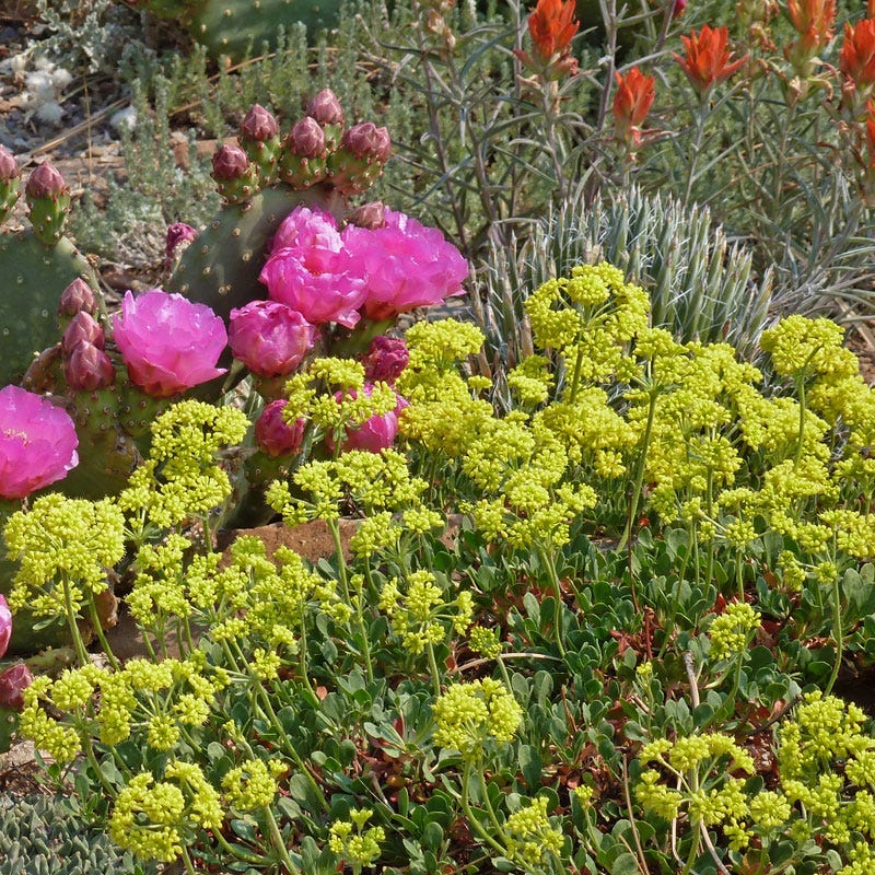 Poncha Pass Red Sulphur Buckwheat - Image 2