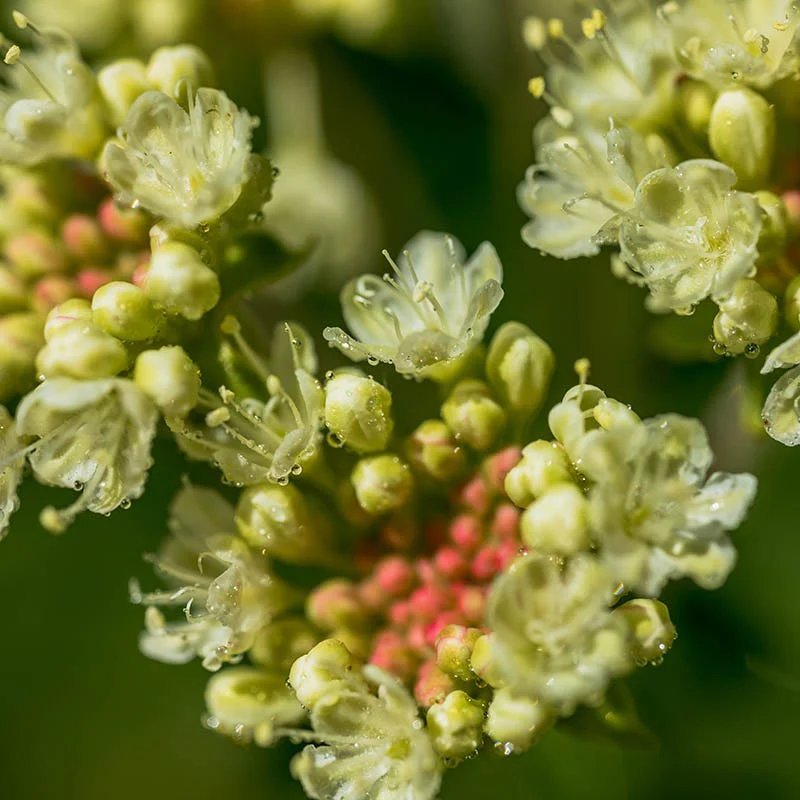 Sulphur-flower Buckwheat - Image 5