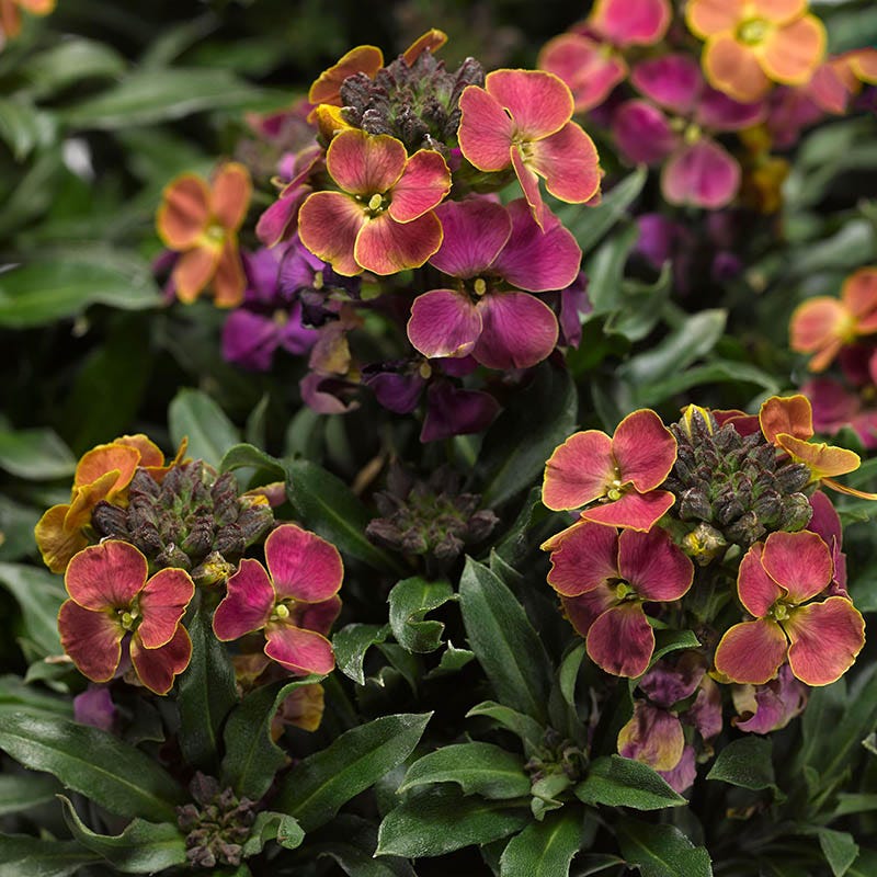 Erysistible™ Tricolor Wallflower - Image 2