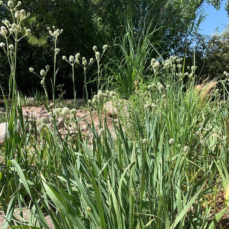 Rattlesnake Master (Eryngium) - Image 3