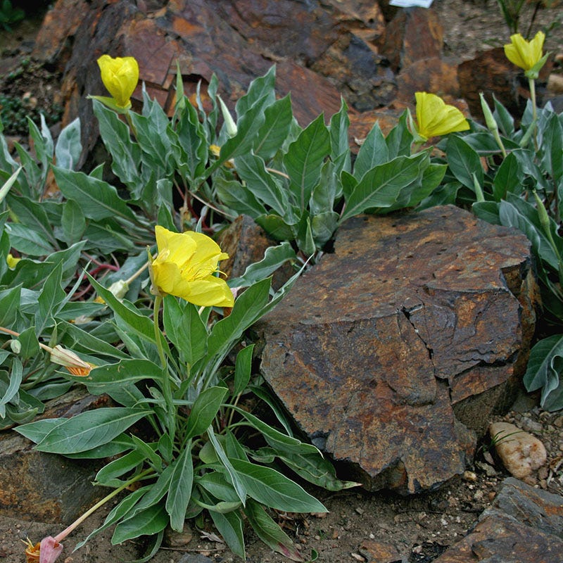 Missouri Evening Primrose - Image 2