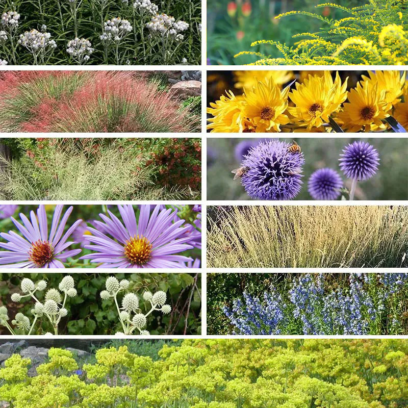 Fall Finale Pollinator Pre-Planned Garden - Image 2