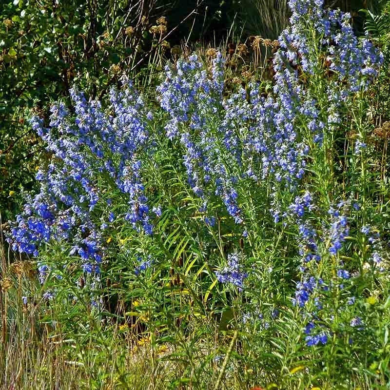 Fall Finale Pollinator Pre-Planned Garden - Image 6