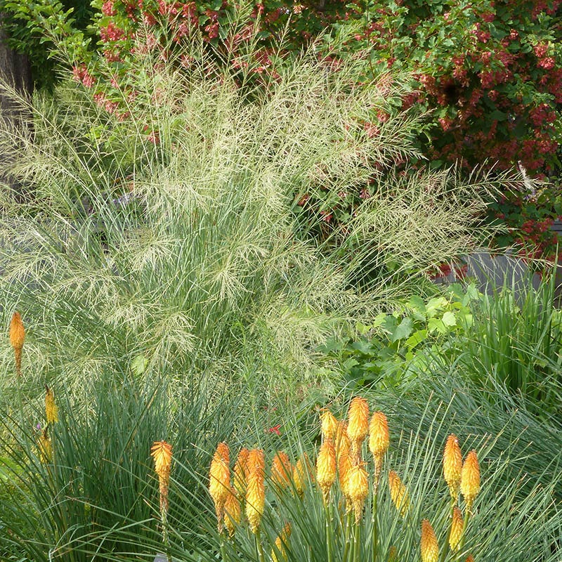 Fall Finale Pollinator Pre-Planned Garden - Image 7