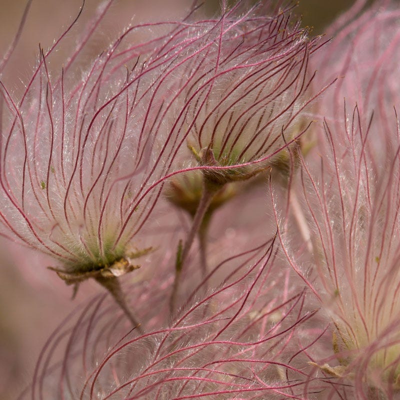 Apache Plume (Fallugia) - Image 2