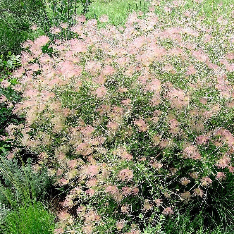 Apache Plume (Fallugia) - Image 6