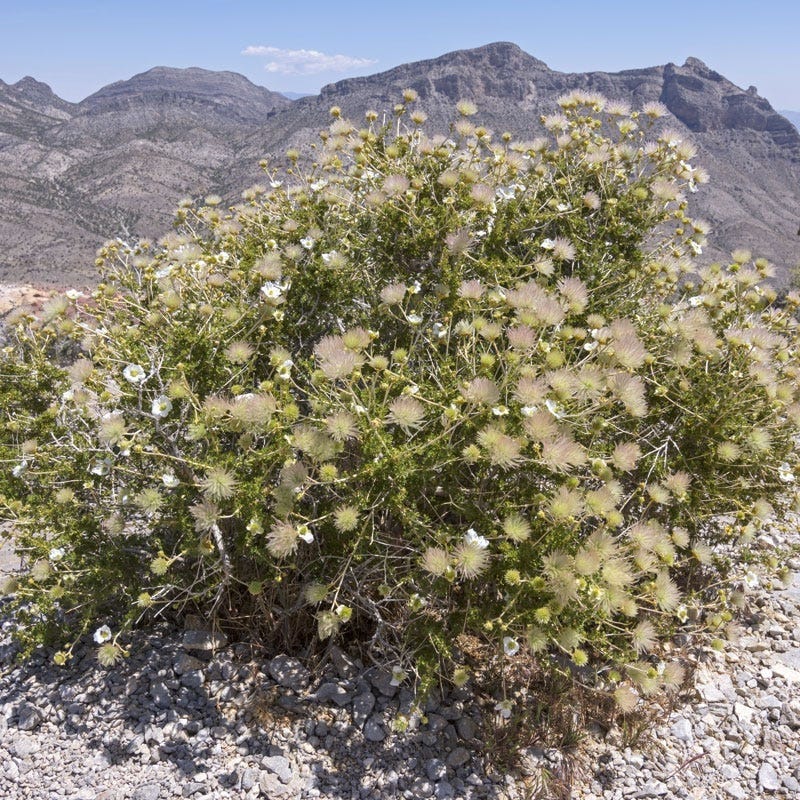 Apache Plume (Fallugia) - Image 7