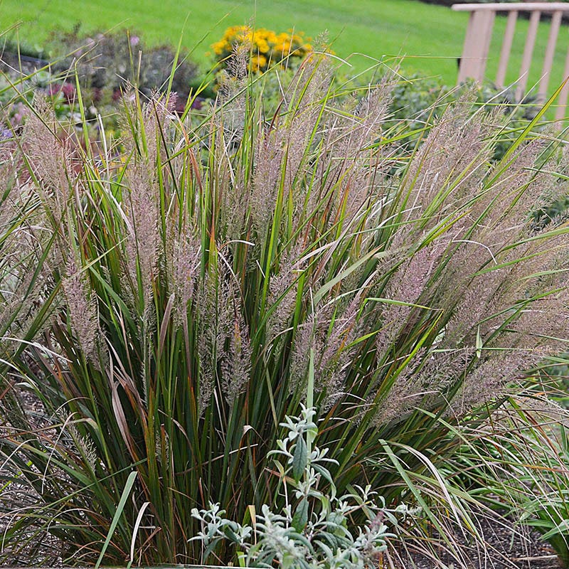Caspian Feather Reed Grass - Image 2