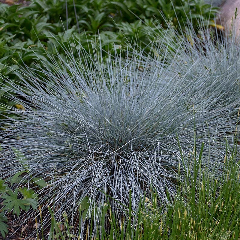 Blue Whiskers Fescue Grass - Image 3