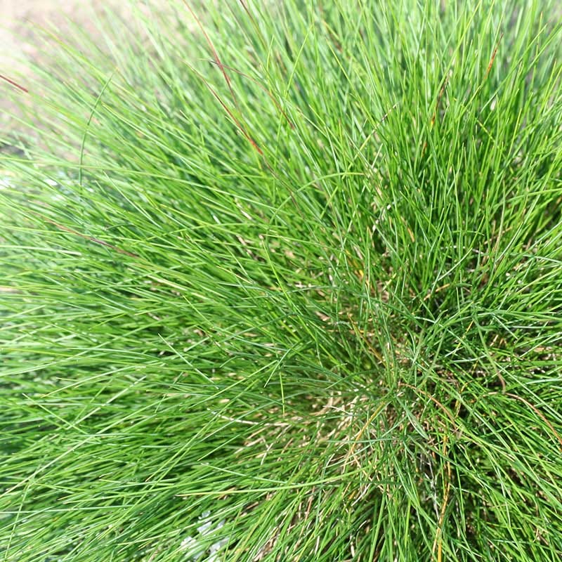 Eilers Beauty™ Fescue Grass - Image 3