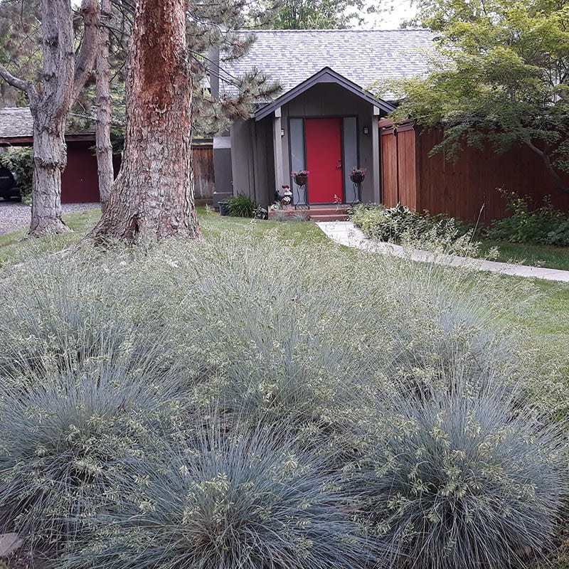Siskiyou Blue Fescue Grass - Image 2