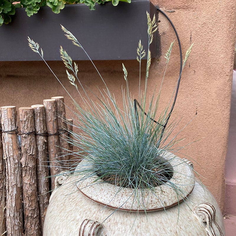 Siskiyou Blue Fescue Grass - Image 3