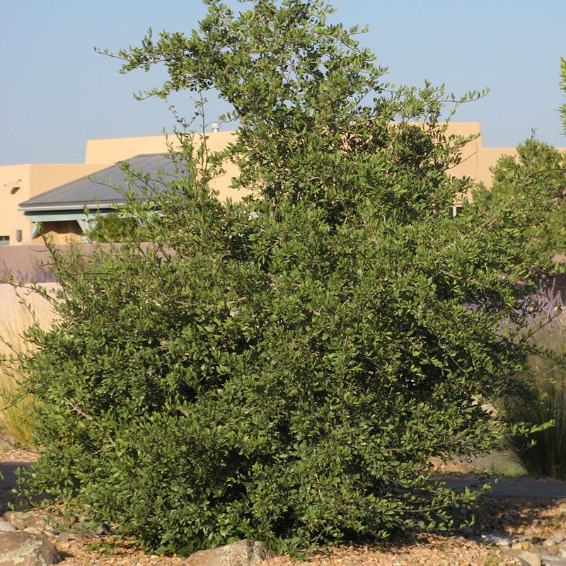 Happy Boy New Mexico Privet