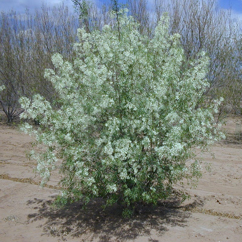 Fragrant Ash (Fraxinus) - Image 5