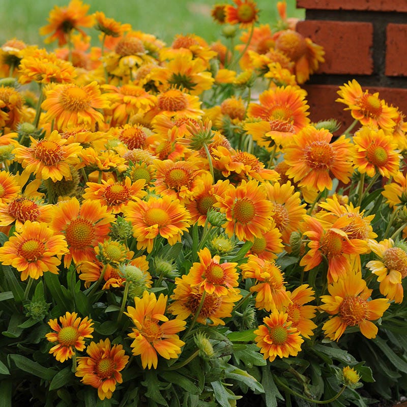 Gaillardia Collection (Blanket Flower) - Image 3