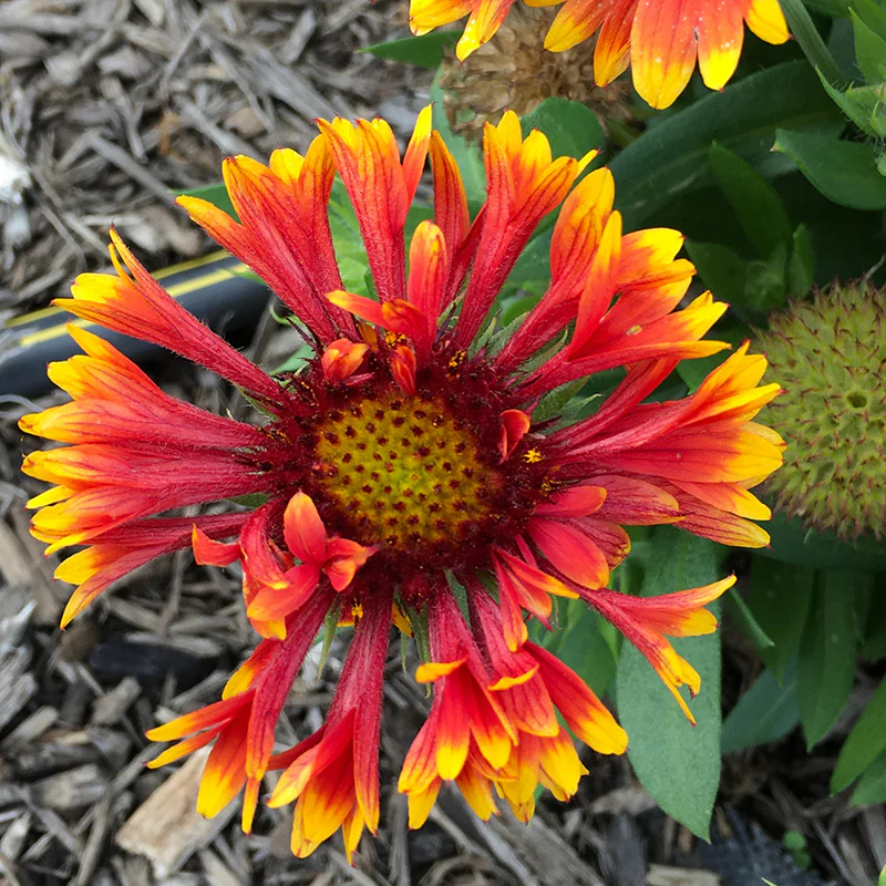 SpinTop™ Mariachi Copper Sun Gaillardia - Image 2