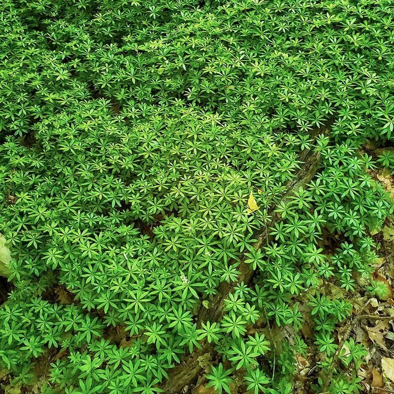 Sweet Woodruff (Galium) - Image 4