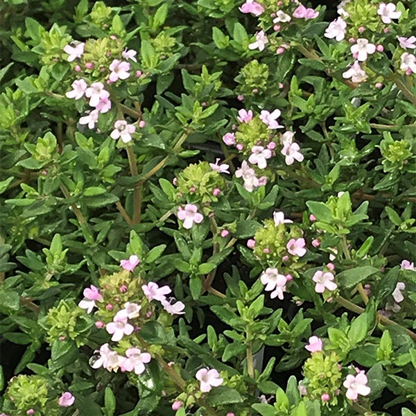 Fredo Garden Thyme - Image 4