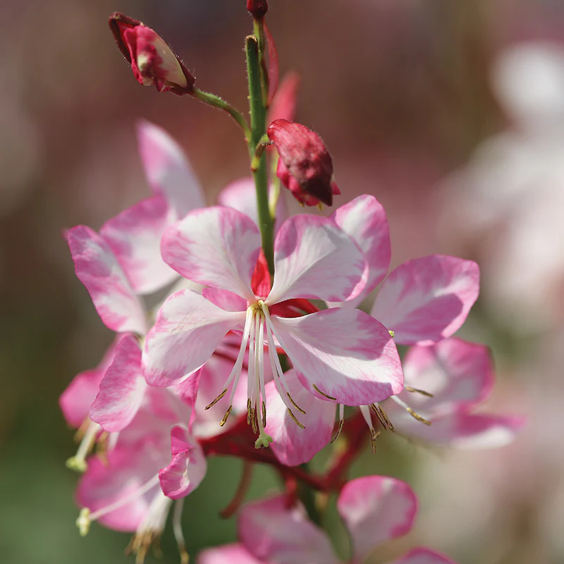 Gauriella™ Bicolor Gaura