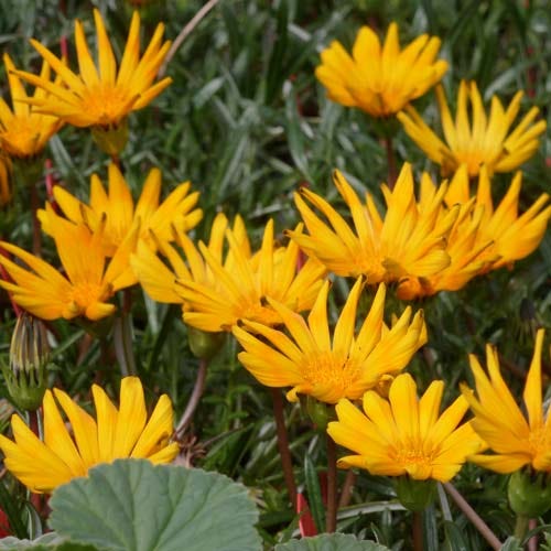 Butterscotch Baby Gazania - Image 2