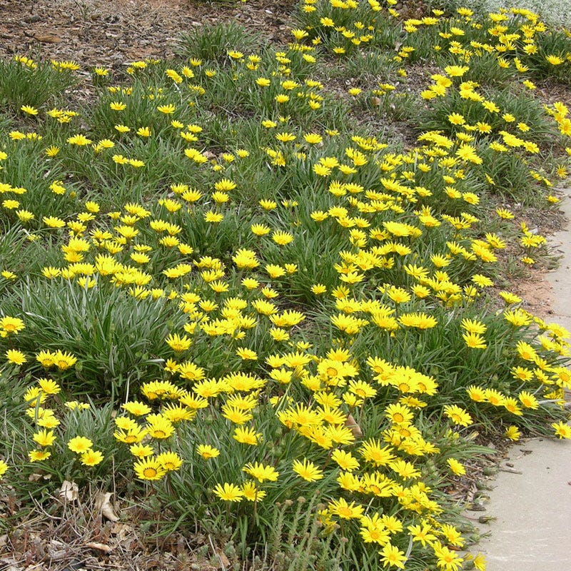 Colorado Gold® Gazania - Image 3