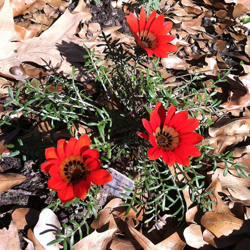 Scarlet Tanager Gazania - Image 3