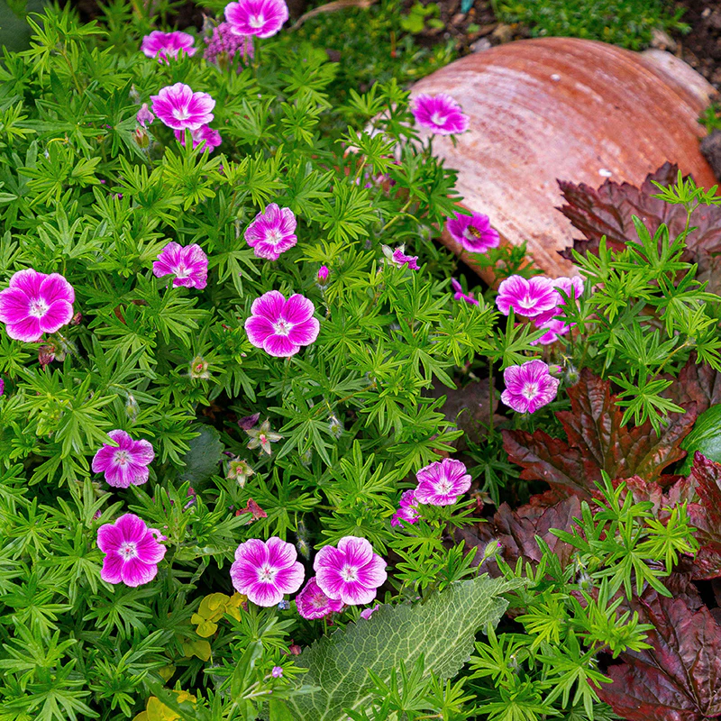 Elke Geranium - Image 2