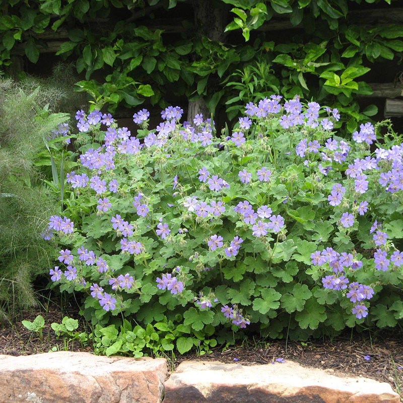 Rozanne Geranium - Image 2