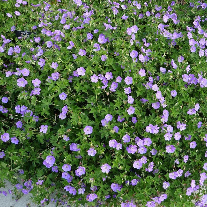 Rozanne Geranium - Image 3