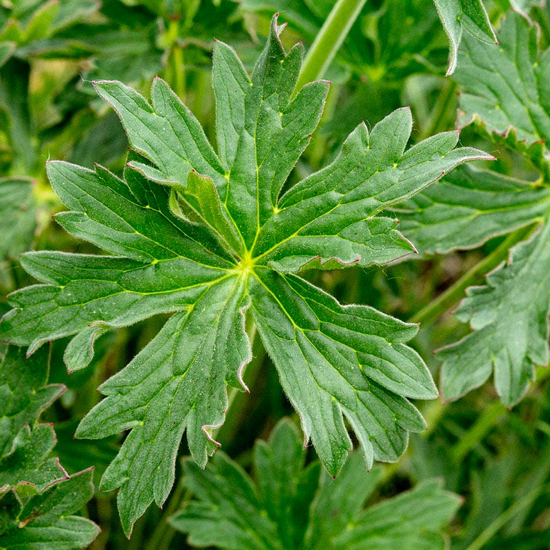 Sticky Geranium - Image 2