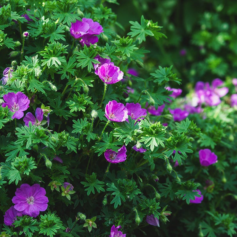 Vision® Violet Geranium - Image 2
