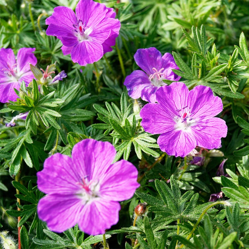 Vision® Violet Geranium - Image 3