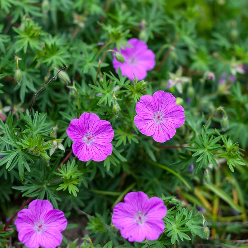 Vision® Violet Geranium - Image 4