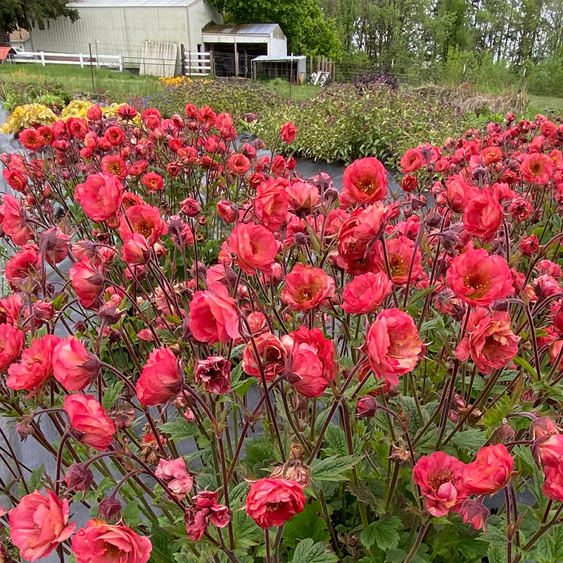 TEMPO™ Coral Geum - Image 3