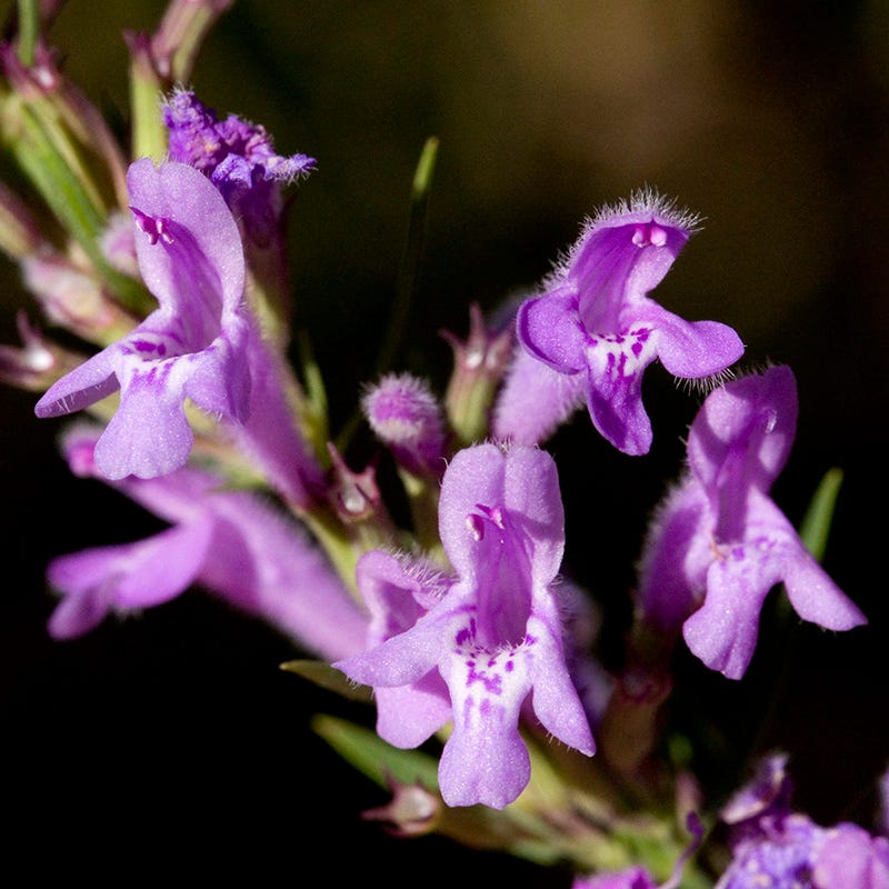 Profuse Pink False Pennyroyal (Hedeoma) - Image 2