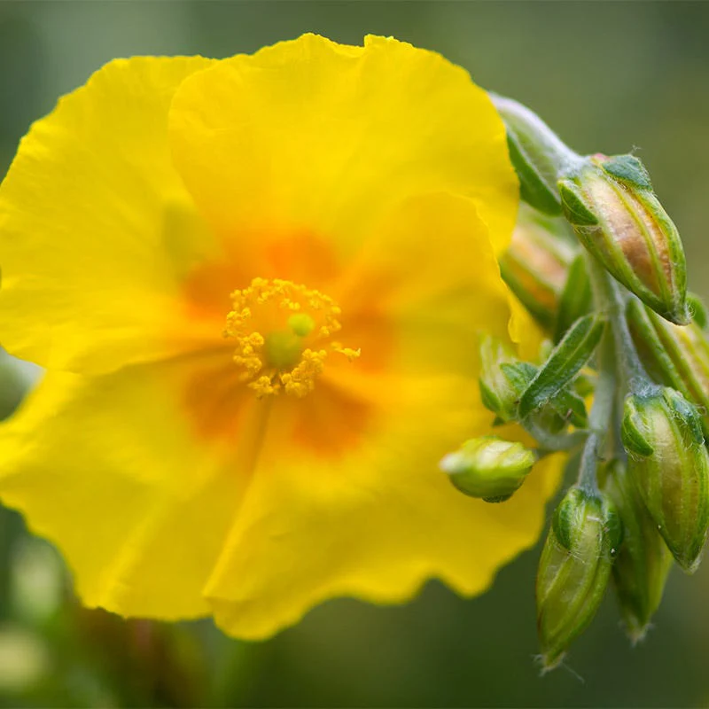 Ben Fhada Rock Rose (Helianthemum) - Image 3