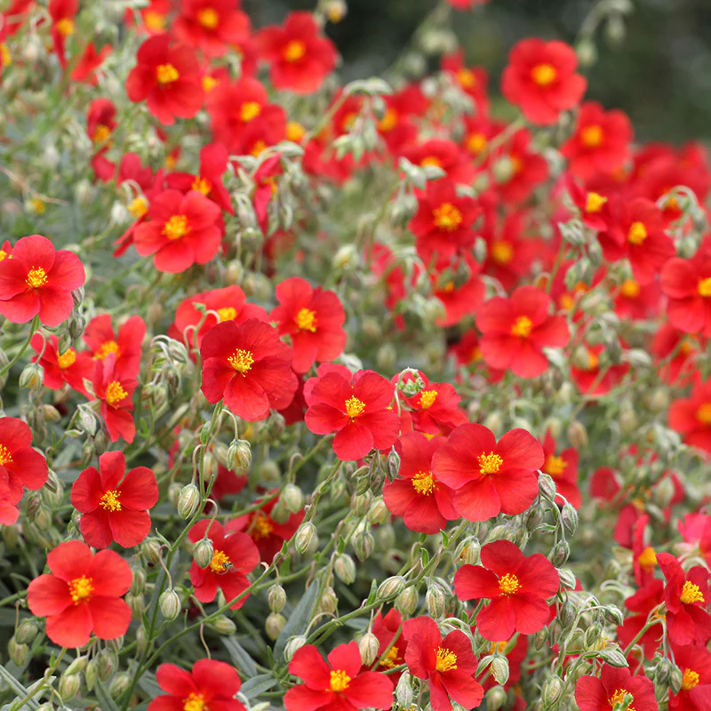 Henfield Brilliant Rock Rose (Helianthemum) - Image 2