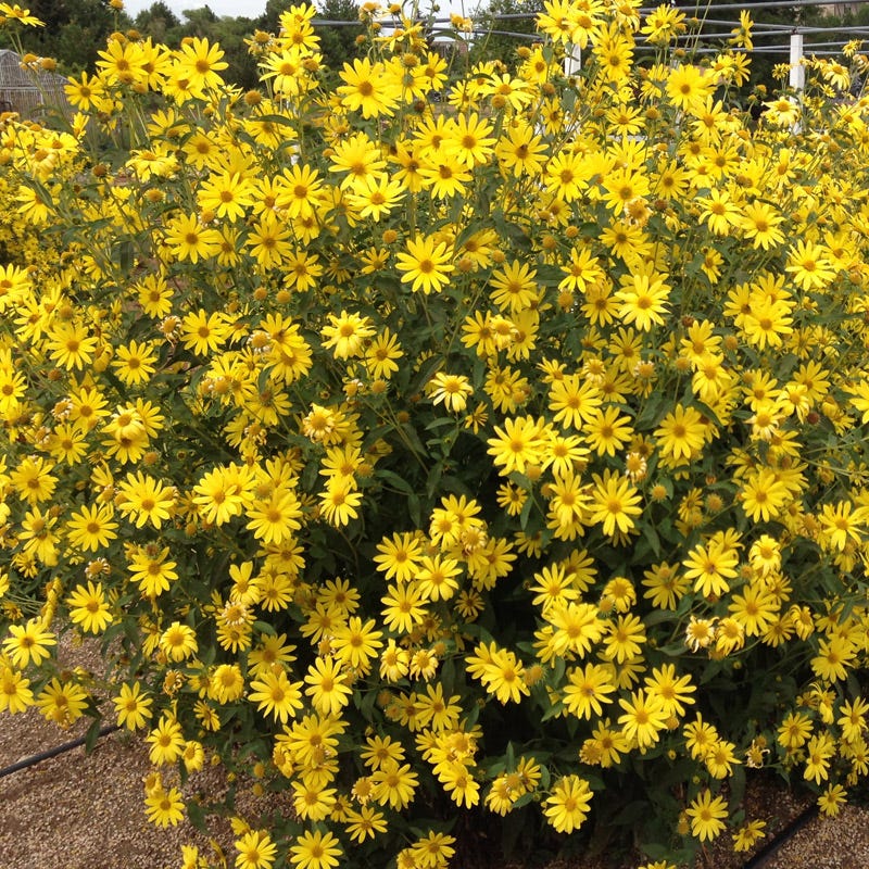 Undaunted® Lemon Max Maximilian's Sunflower - Image 4