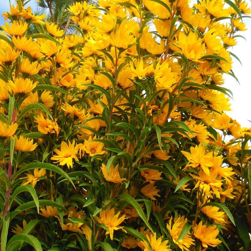 Santa Fe Maximilian's Sunflower (Helianthus) - Image 2