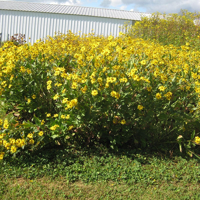 Western Sunflower