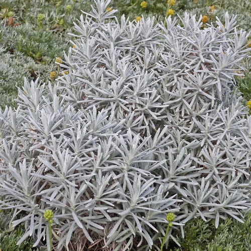 Silver Curry Bush (Helichrysum) - Image 2