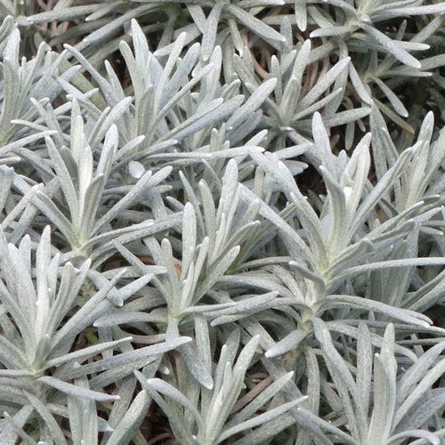 Silver Curry Bush (Helichrysum) - Image 3