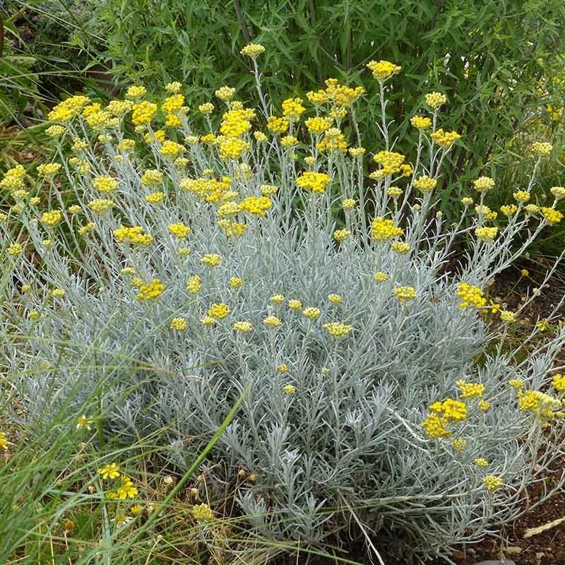 Silver Curry Bush (Helichrysum) - Image 4