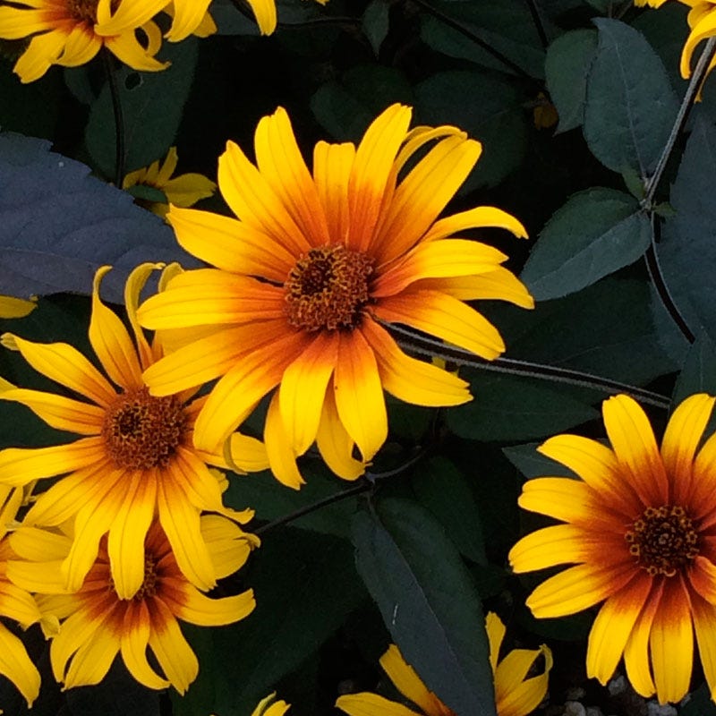 Burning Hearts Heliopsis - Image 2
