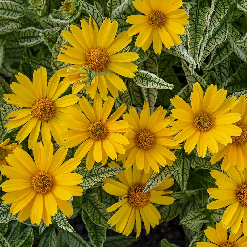 Sunstruck Heliopsis - Image 2