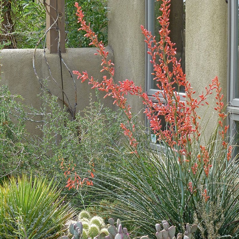 Coral Glow Texas Yucca (Hesperaloe) - Image 2