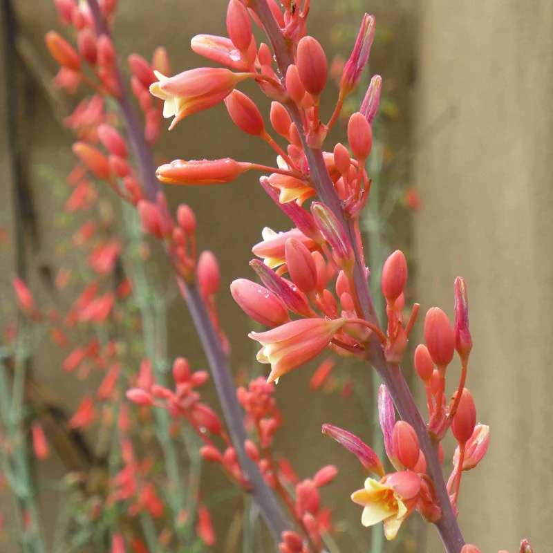 Coral Glow Texas Yucca (Hesperaloe) - Image 4