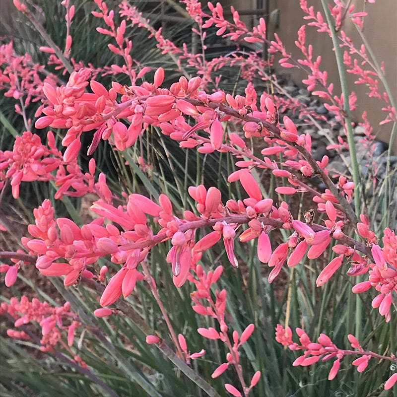 David's Dependable Desert Plant Collection - Image 7