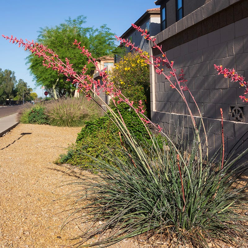 Straight Up Red Texas Yucca (Hesperaloe) - Image 3